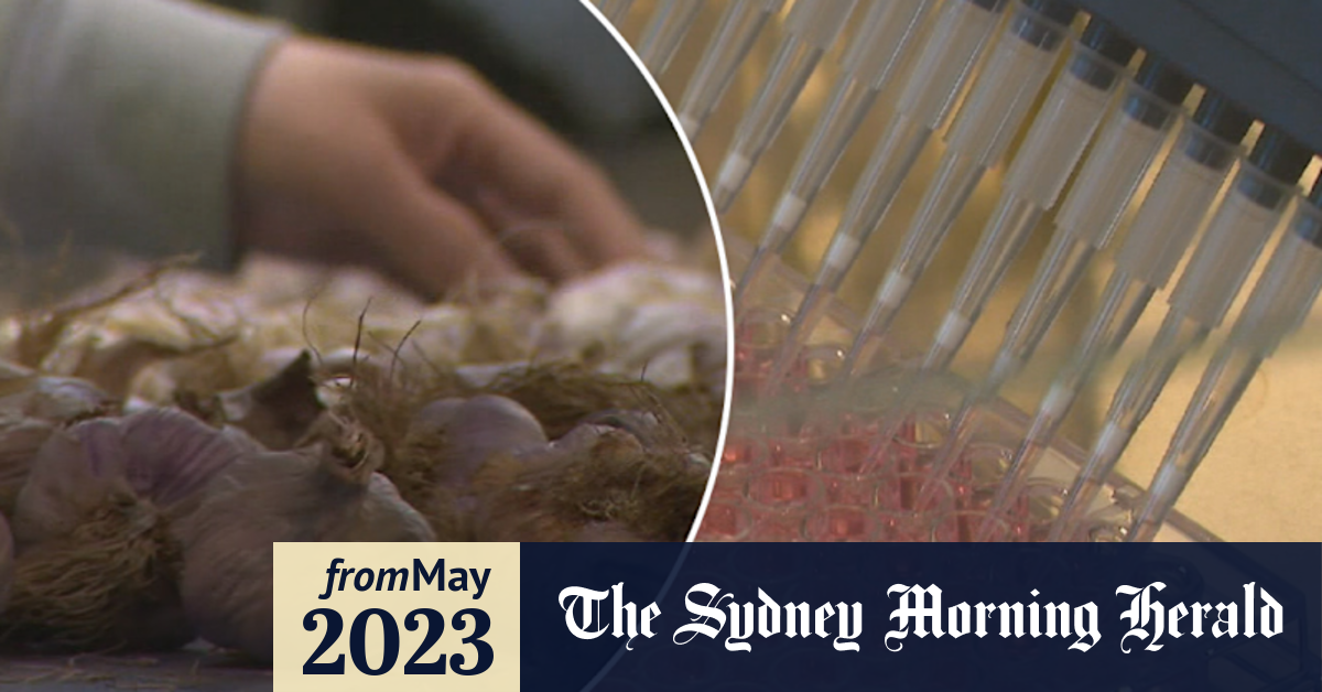 Video Could this type of garlic help fight ﻿against COVID19?